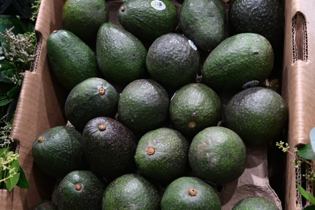Indicación Geográfica del aguacate genera mayor valor para 48 mil productores michoacanos 