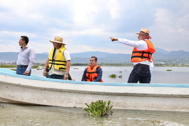 Avanza retiro de lirio en Presa Malpaís de Queréndaro; 500 hectáreas serán limpiadas: Alfredo Ramírez Bedolla 