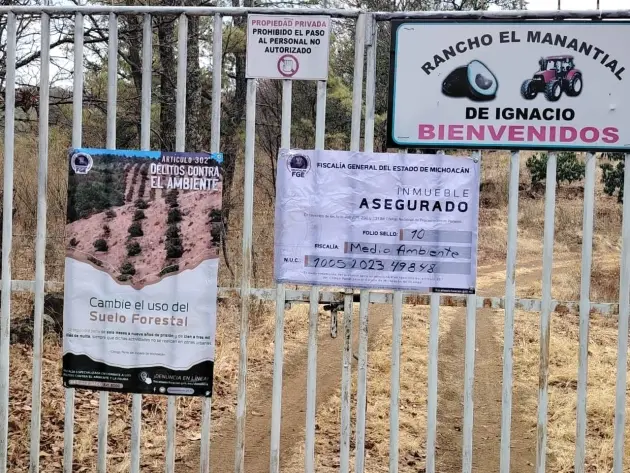 Cumplimenta FGE orden de cateo y asegura predio relacionado en delitos contra el ambiente; se detectó plantación de aguacate 