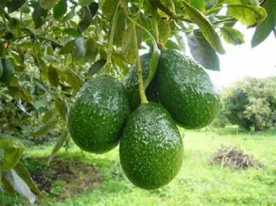 APEAM IMPULSA AGENDA VERDE PARA CULTIVO DE AGUACATE EN MICHOACÃN 